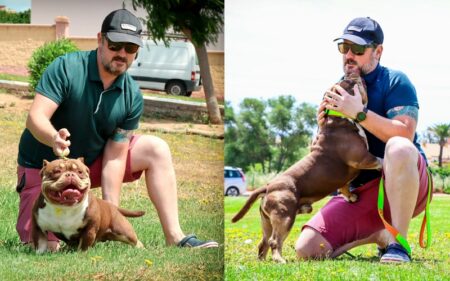 Disfrutando de la familia de American Bullies