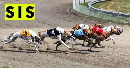 SIS will keep on delivering HQ greyhound racing content in 2024 SIS will deliver greyhound racing content